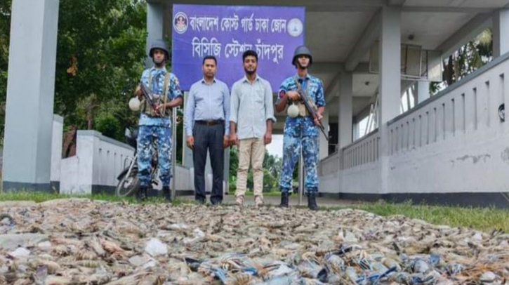 চাঁদপুরে ১১ মণ জেলি মিশ্রিত চিংড়ি জব্দ